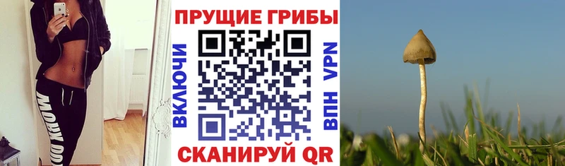 Купить где  Камышин  Галлюциногенные грибы прущие грибы